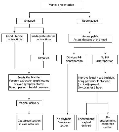 7 1 Prolonged Labour MSF Medical Guidelines   Algorithme 7 1b EN 